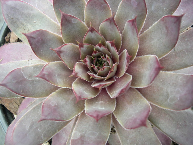 Sempervivum 'Virgil Ford'