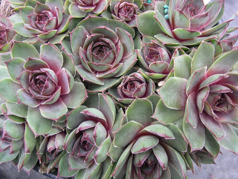 Sempervivum 'Watermellon Rind'