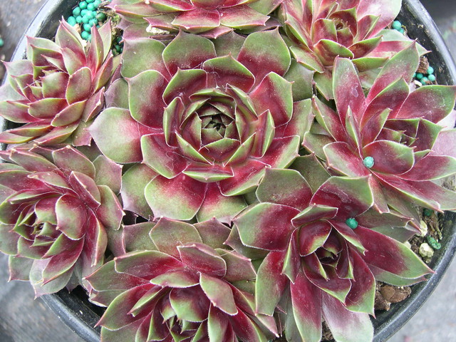 Sempervivum 'Westerlin'