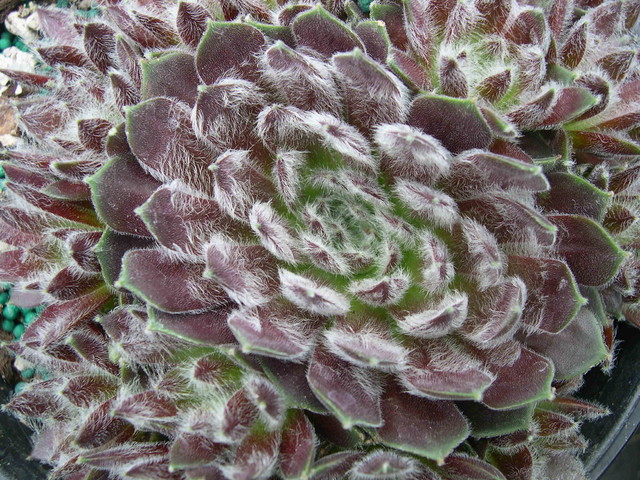 Sempervivum 'Whitening'