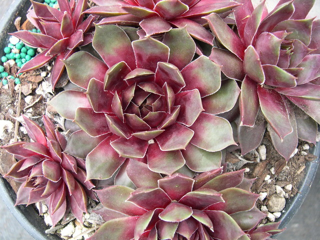 Sempervivum virgil ford #10