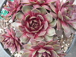 Sempervivum 'Wulfenii'