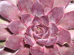 Sempervivum 'Zulu'