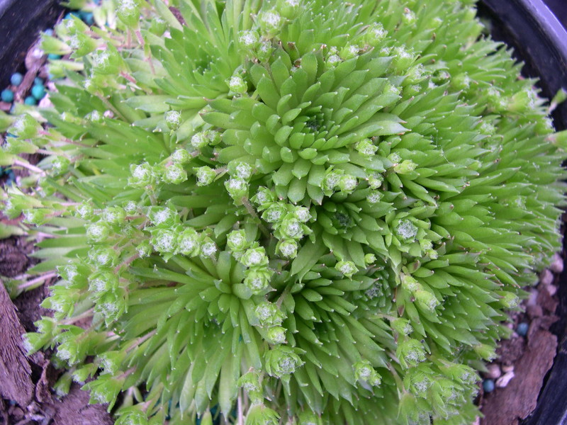 Sempervivum arachnoideum 'Hookeri'