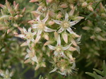 Sedum guadalajaranum (2)