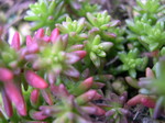 Sedum reptans carinatifolium