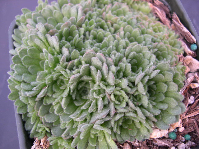 Rosularia aizoon (Prometheum) (1)