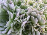 Rosularia aizoon (Prometheum) (2)