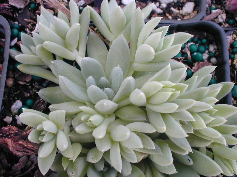 Rosularia alpestris