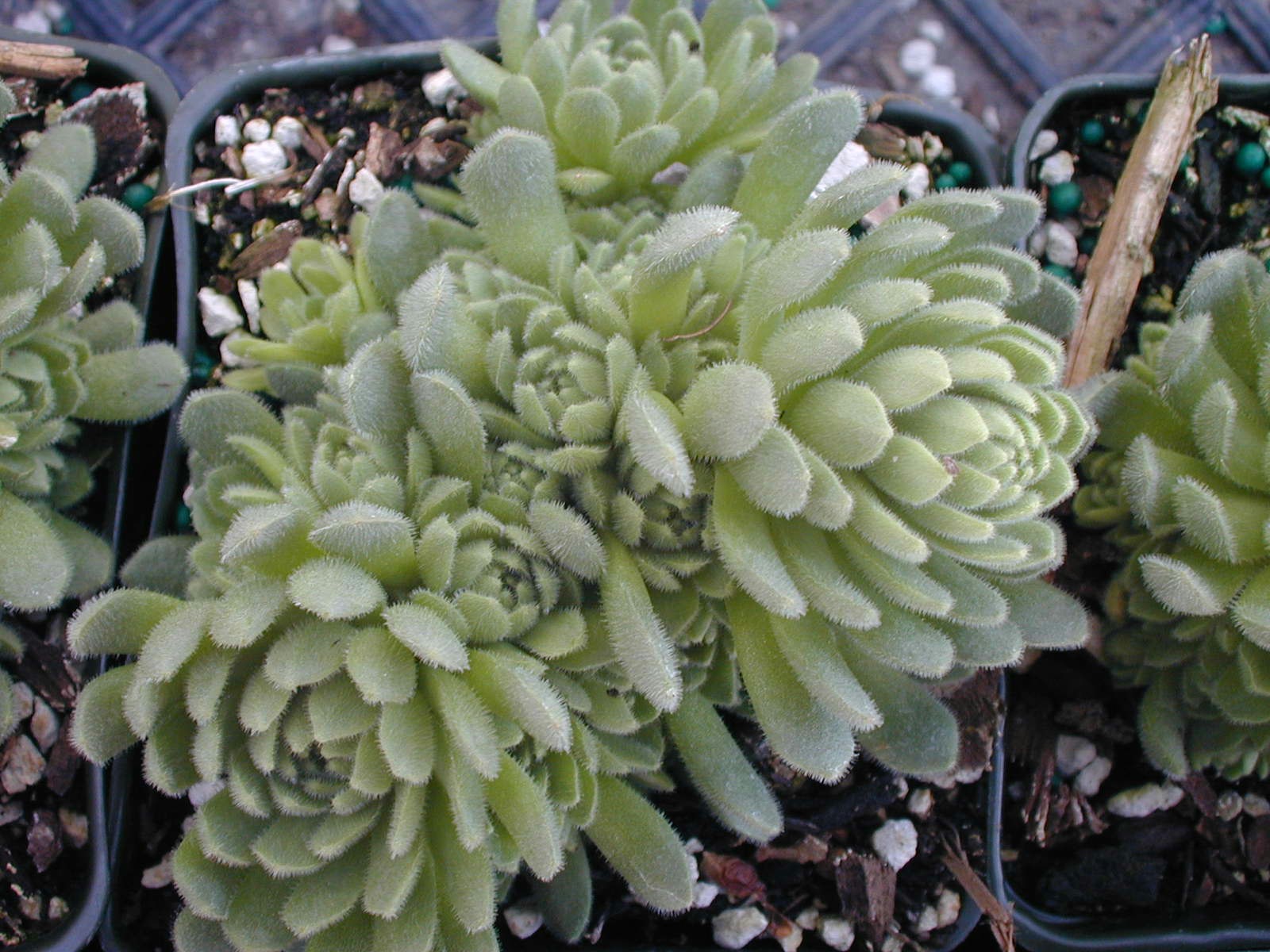 Rosularia chrysantha (1)