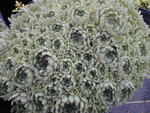 Rosularia chrysantha (2)