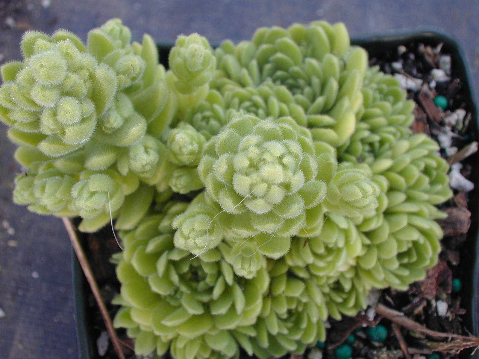 Rosularia pallida (1)