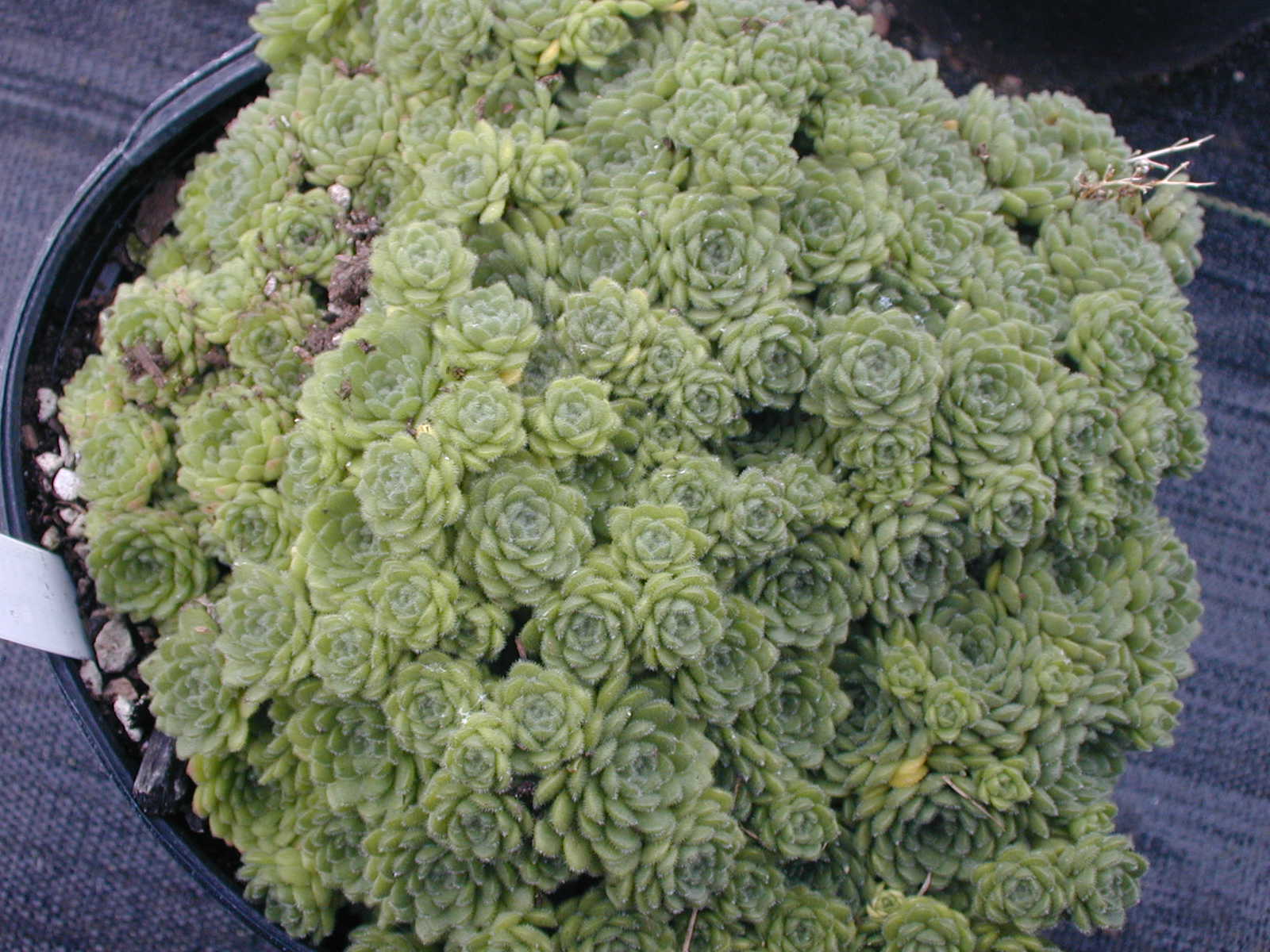 Rosularia pallida (2)