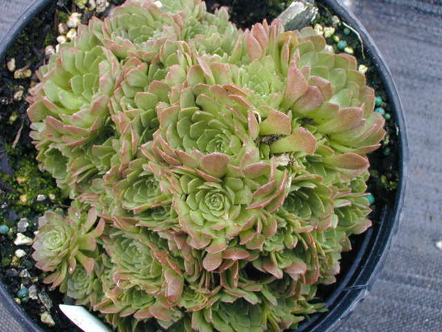 Rosularia platyphylla (1)