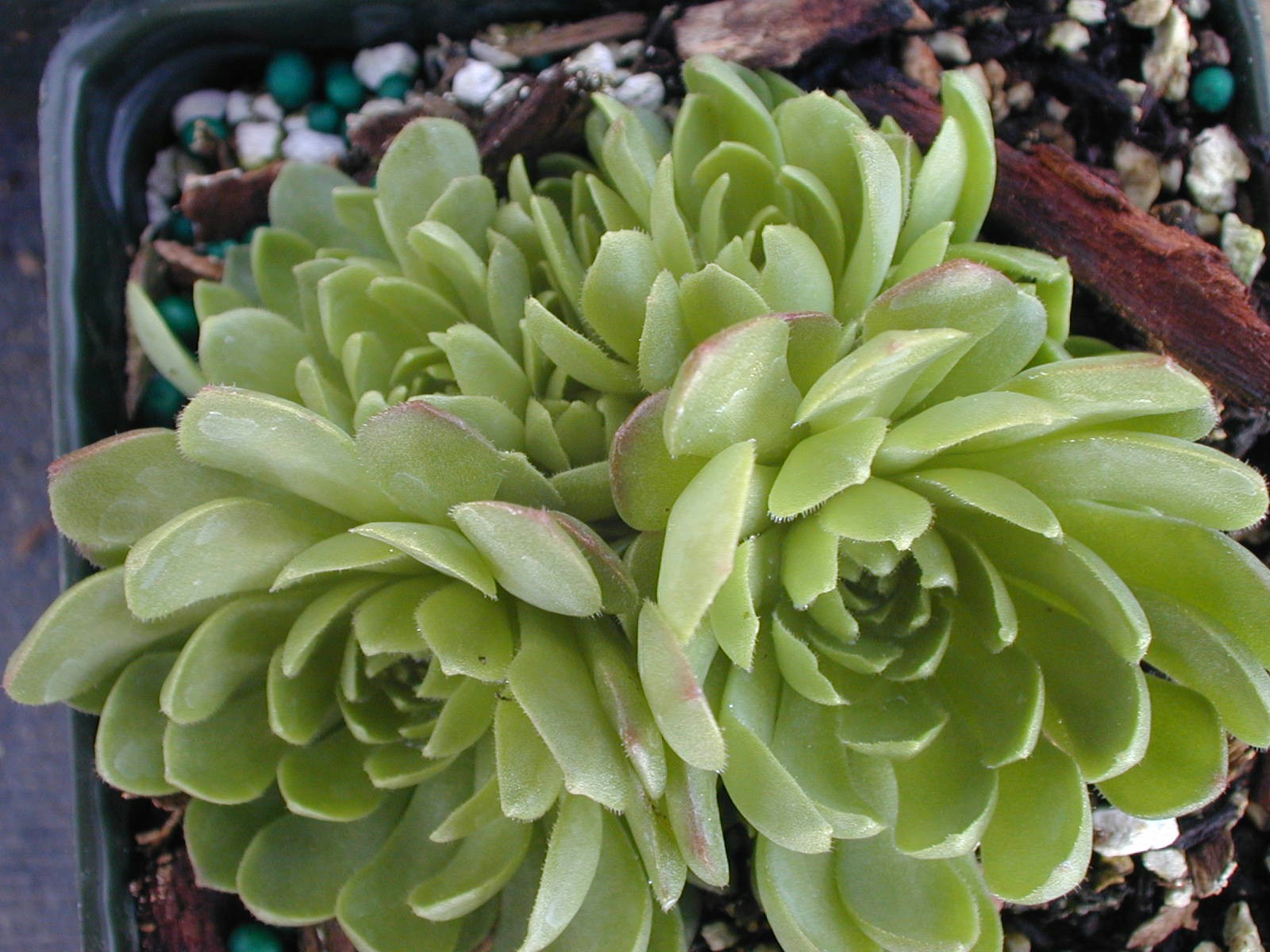 Rosularia platyphylla (2)