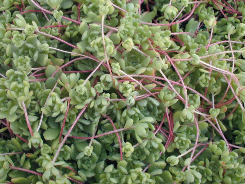 Rosularia sedoides