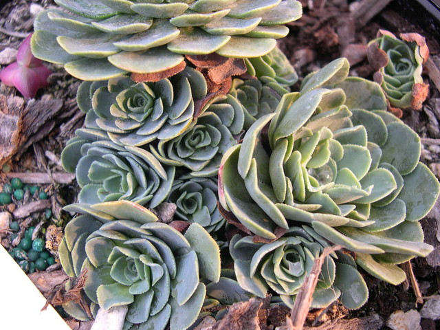 Rosularia sempervivum glaucophylla (1)