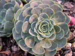 Rosularia sempervivum glaucophylla (2)