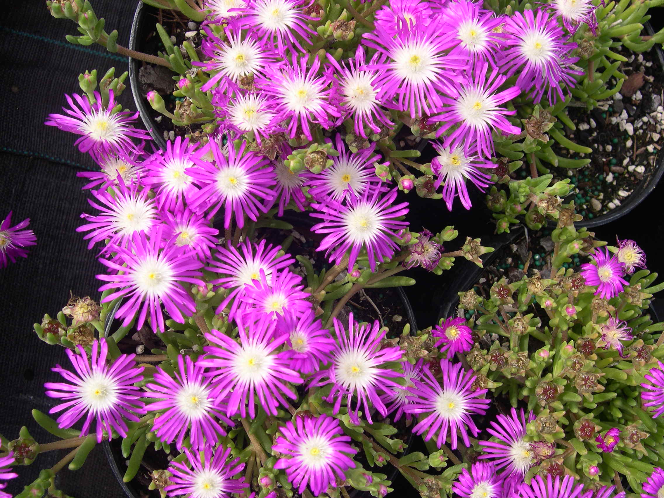 Delosperma 'Starburst' (2)