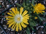 Delosperma (Hardy Ice Plants)