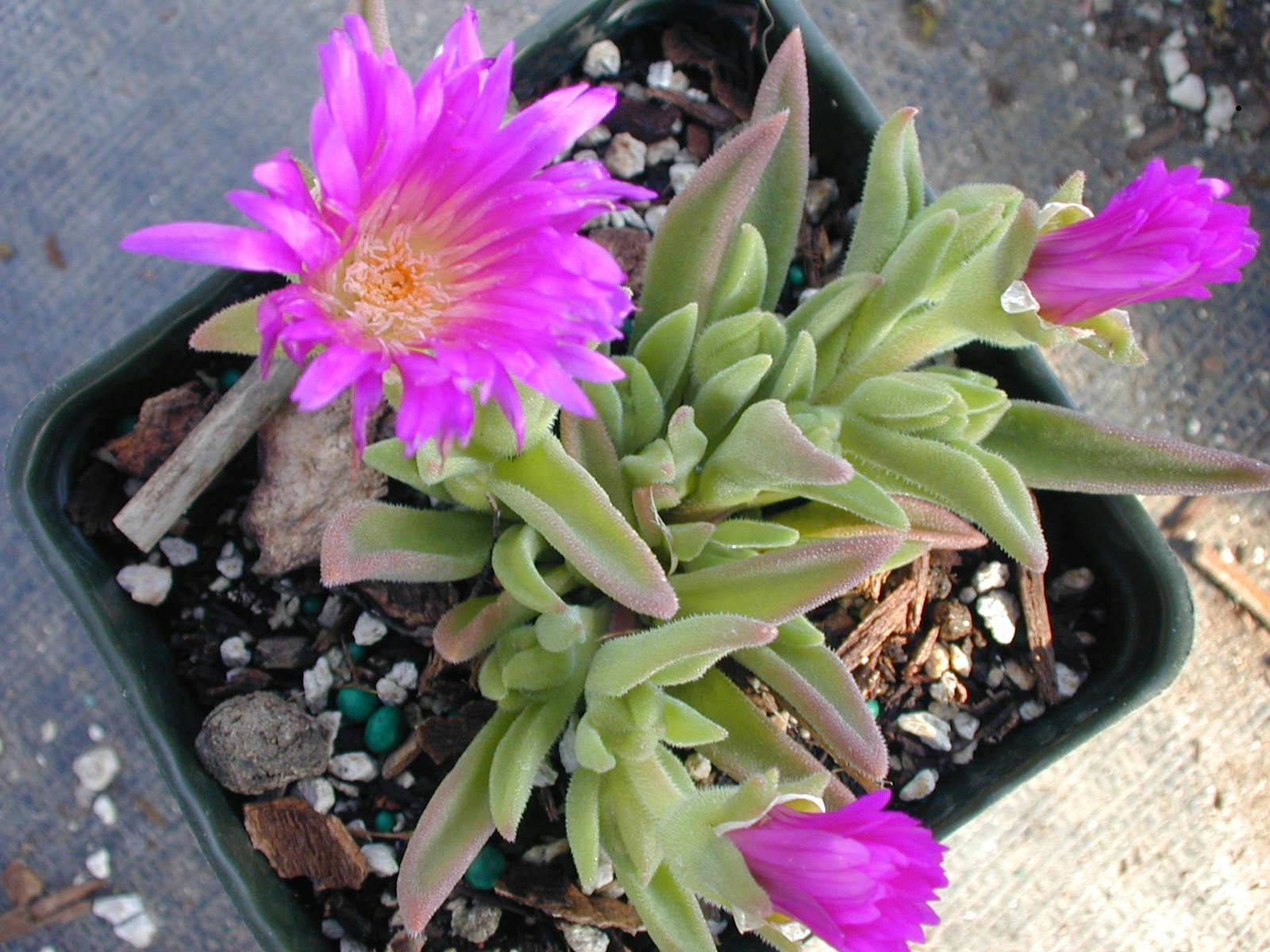 Delosperma ashtoni