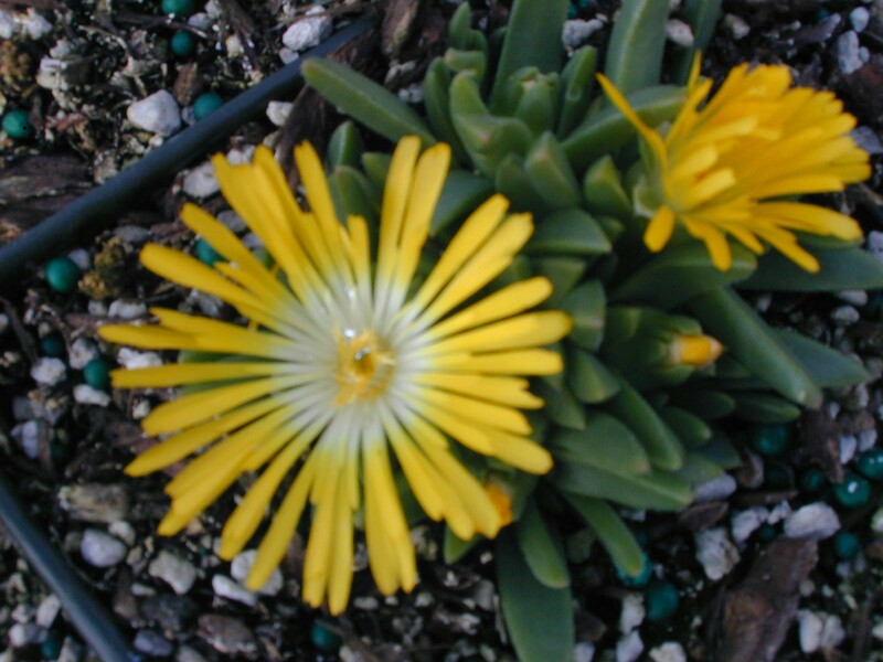 Delosperma congestum