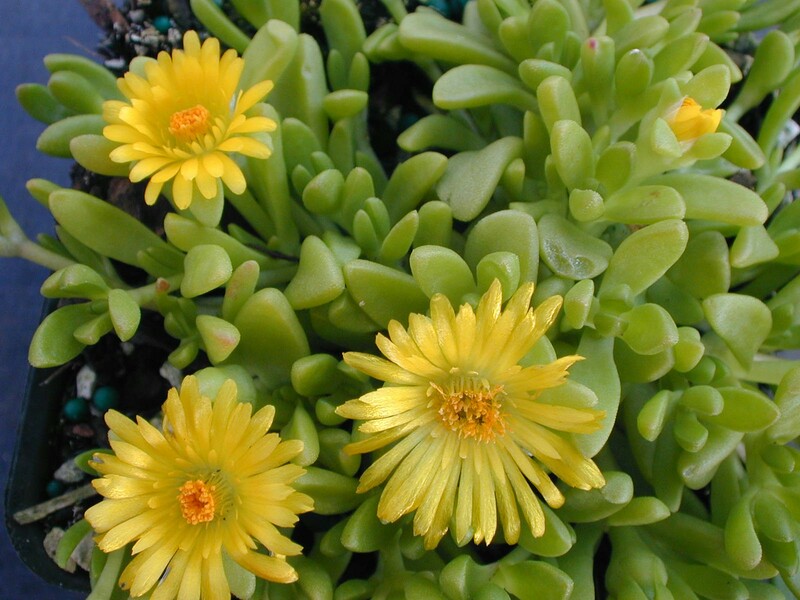 Delosperma nubigenum (1)