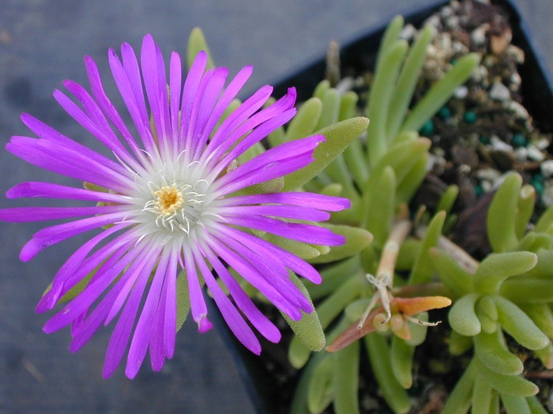 Delospermum 'Starburst' (1)