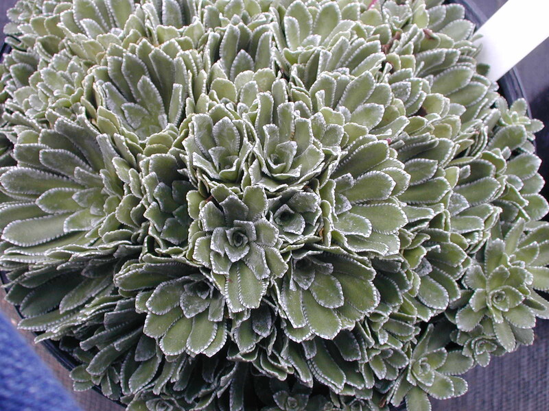 Saxifraga aizoon