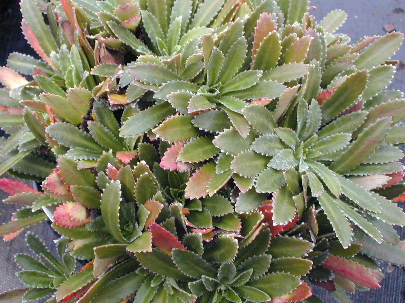 Saxifraga andrewsii