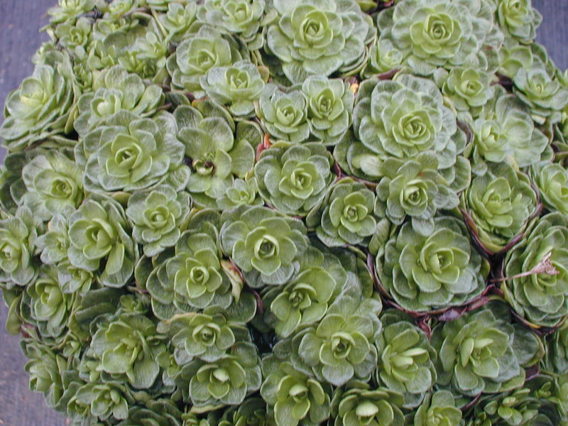 Saxifraga Appleblossom