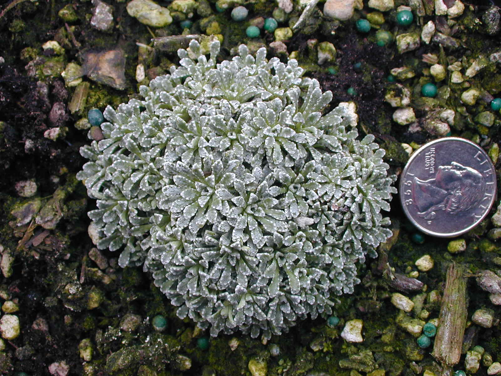 Saxifraga cochlearis minor