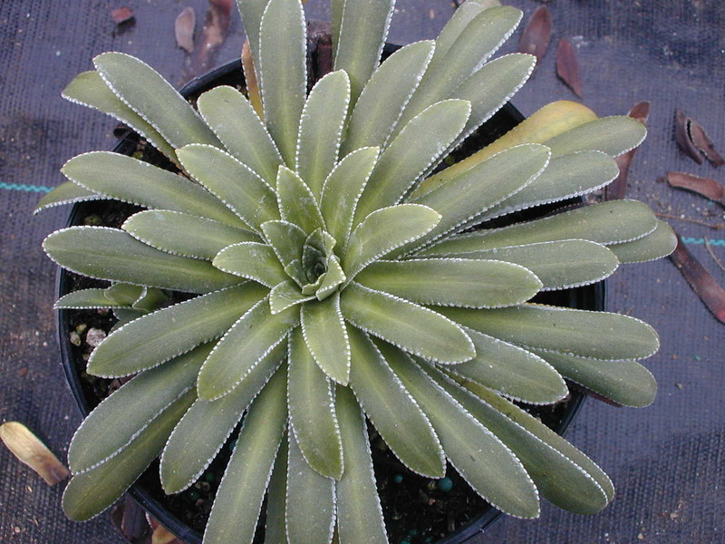 Saxifraga cotyledon