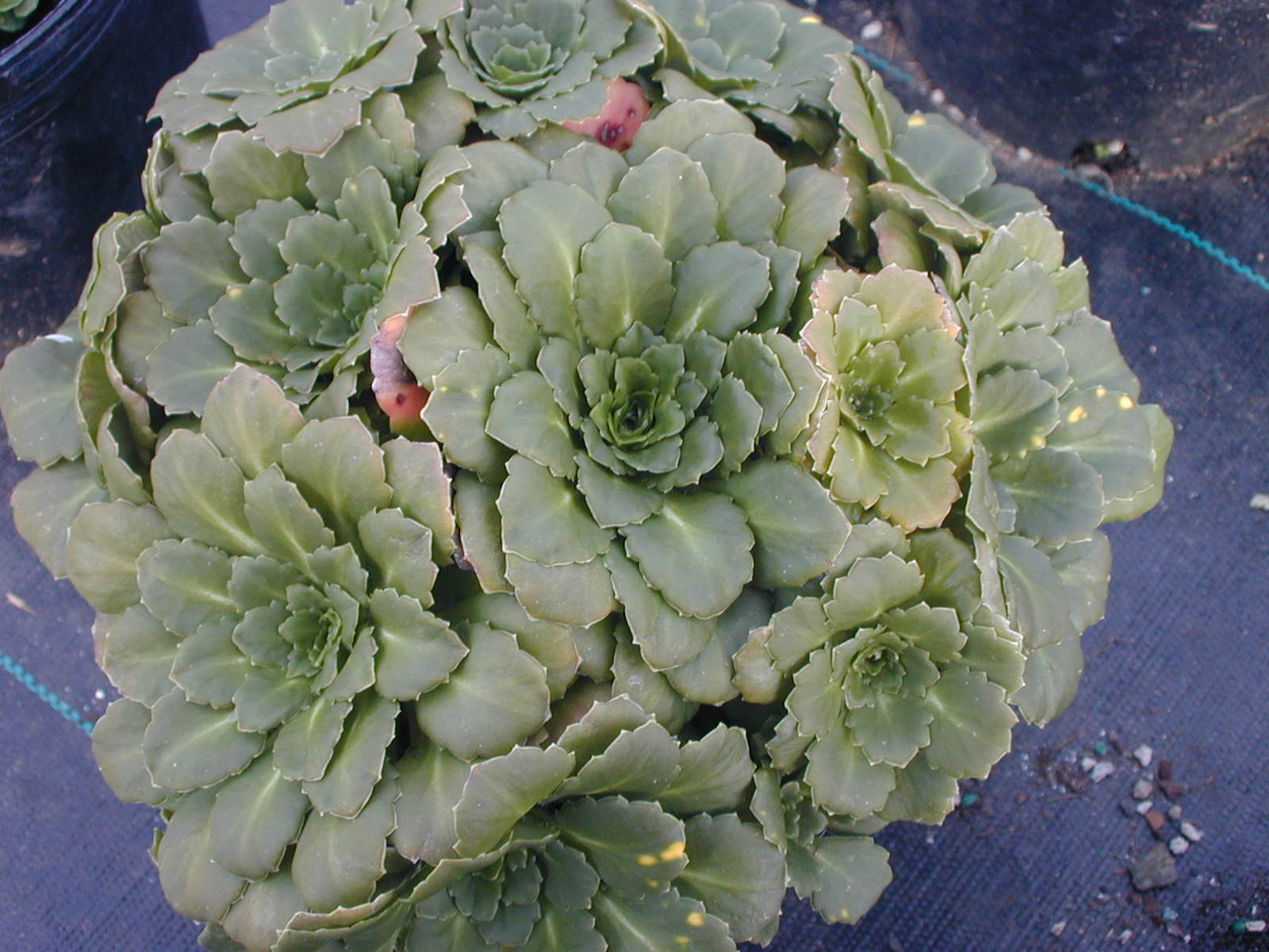 Saxifraga Londons Pride