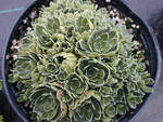 Saxifraga paniculata Rosea