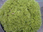 Saxifraga Peter Pan