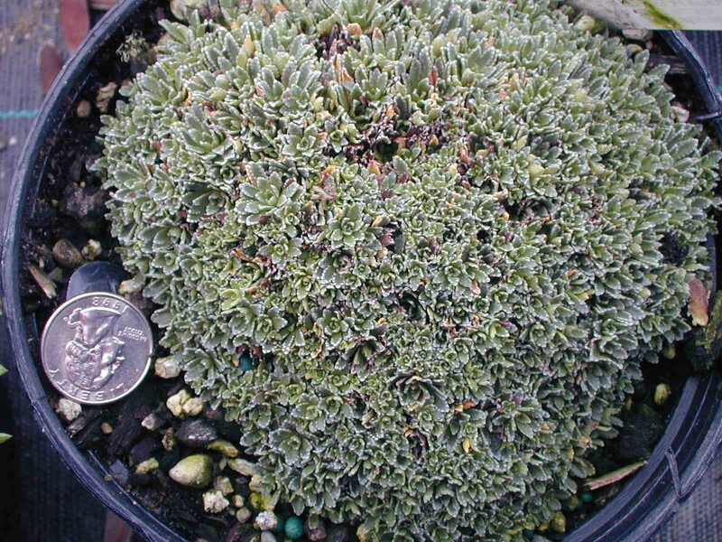 Saxifraga petrophila