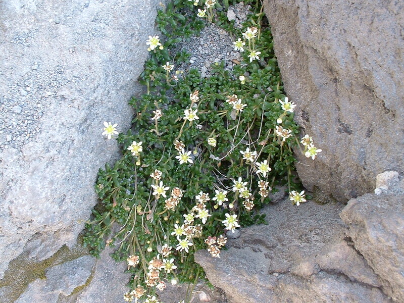 Saxifraga tolmiei (1)