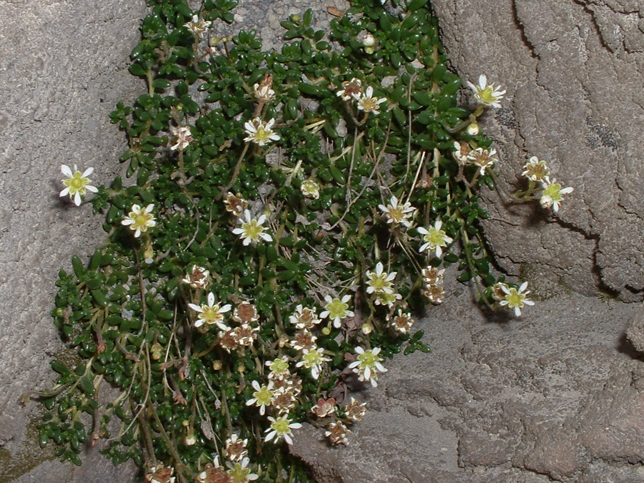 Saxifraga tolmiei (2)