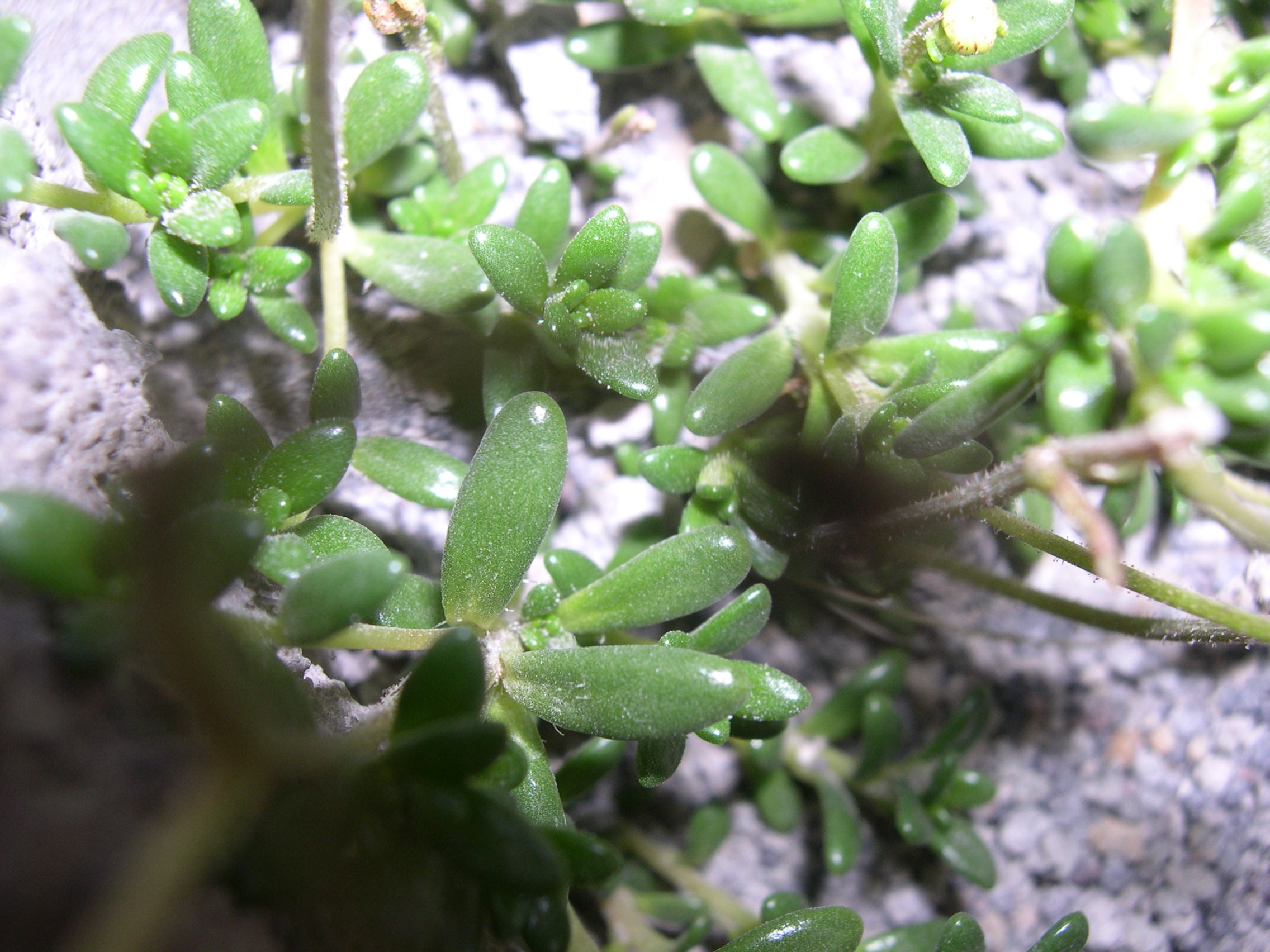 Saxifraga tolmiei (3)