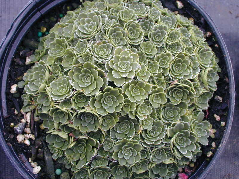 Saxifraga zimmerteri