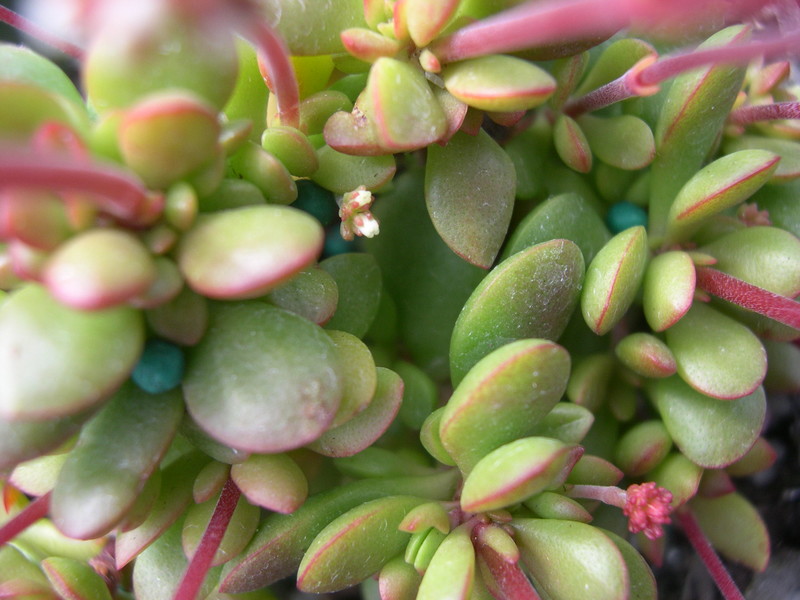 Crassula atropurpurea var. anomala (2)