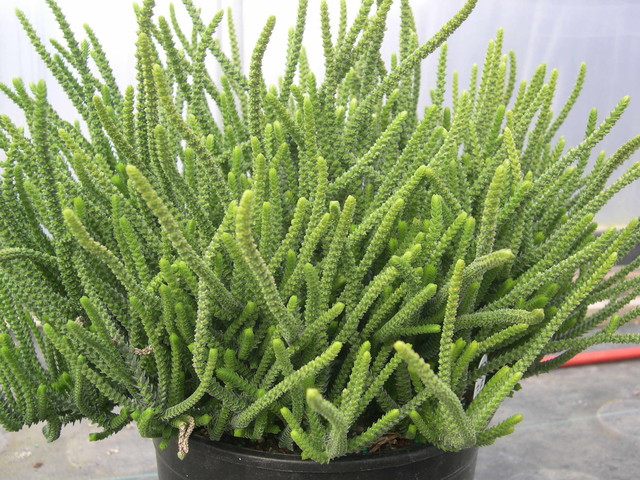 Crassula muscosa var. muscosa (3)