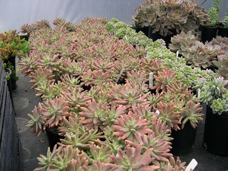 x Graptosedum 'Vera Higgins' (3)