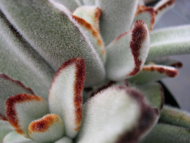 Kalanchoe tomentosa (3)