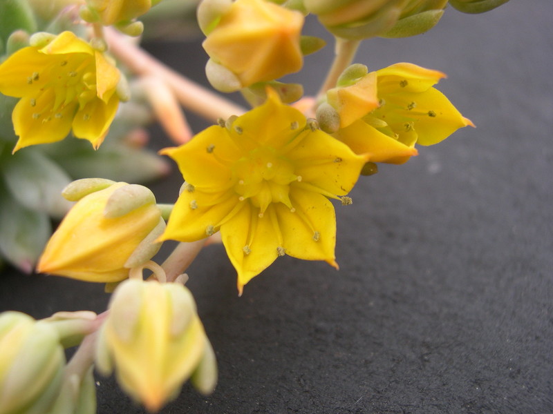 Sedeveria 'Yellow Humbert' (3)