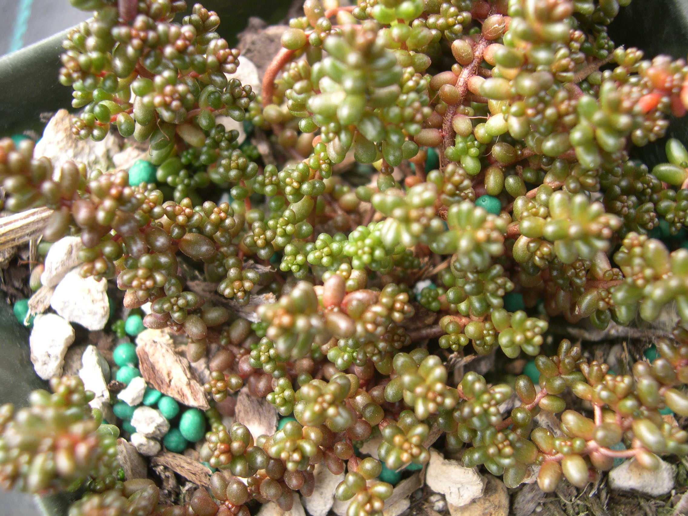 Sedum brevifolium (Red Form) (1)