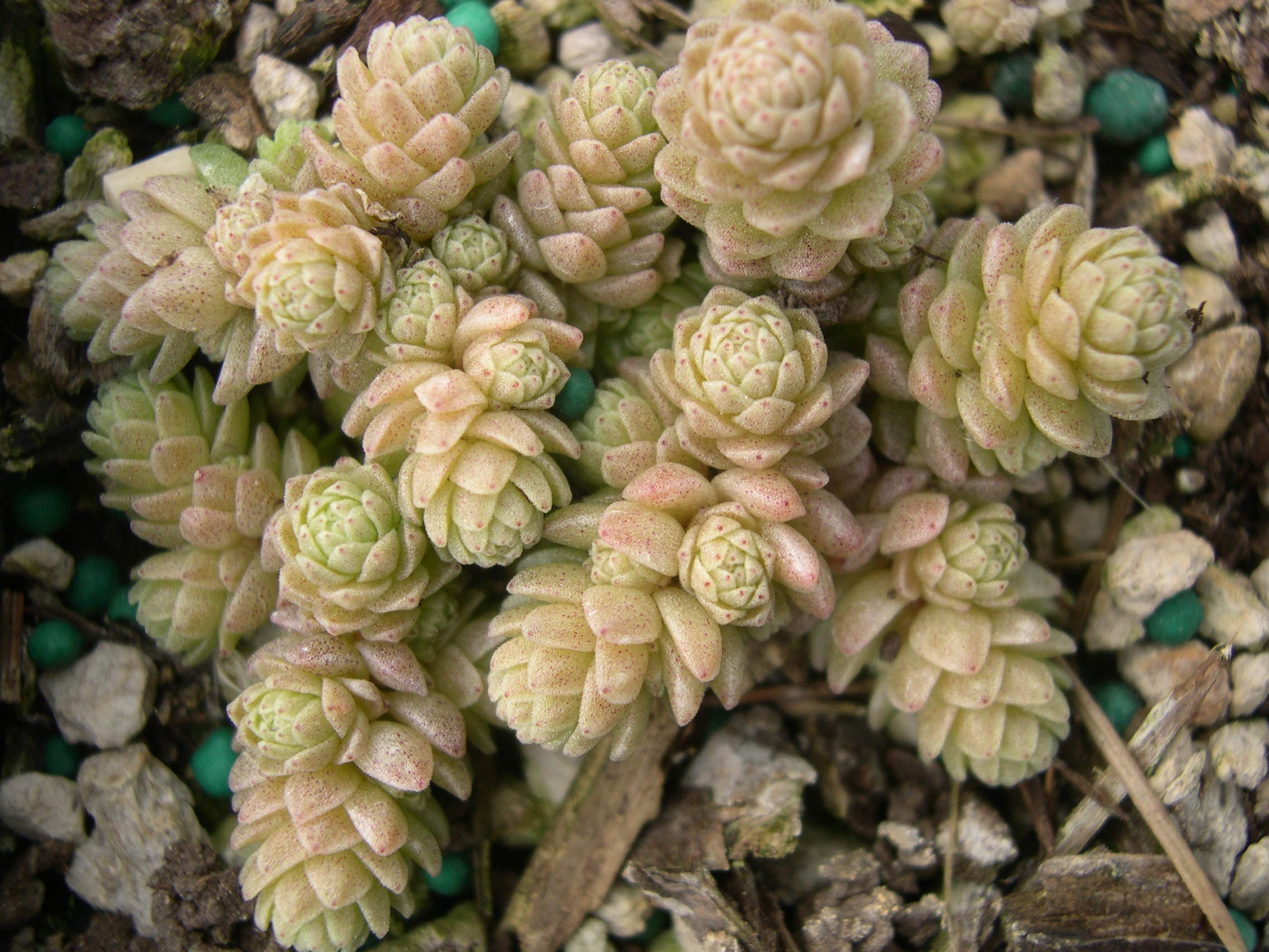 Sedum compactum (2)