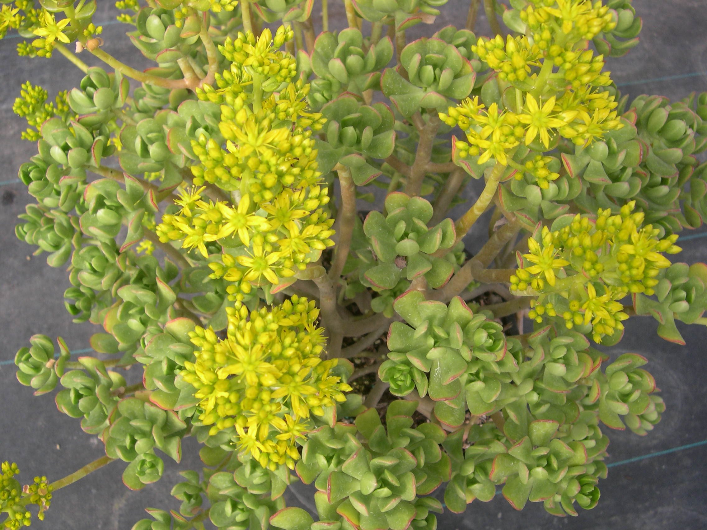 Sedum dendroideum (3)