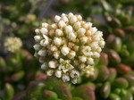 Sedum lucidum 'Obesum' 3-20-06 (1)